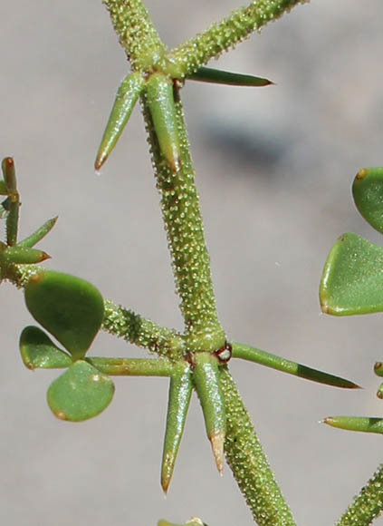  Fagonia pachyacantha